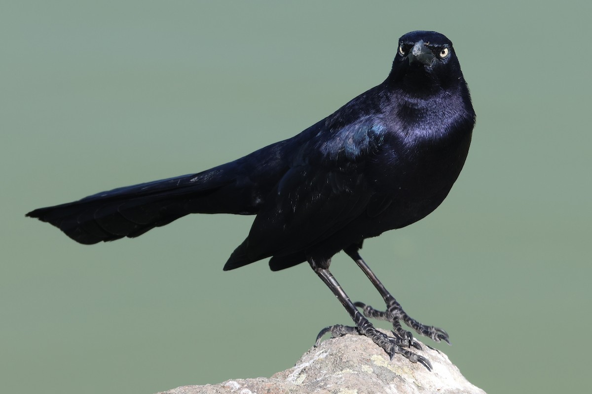 Quiscale à longue queue - ML646018632