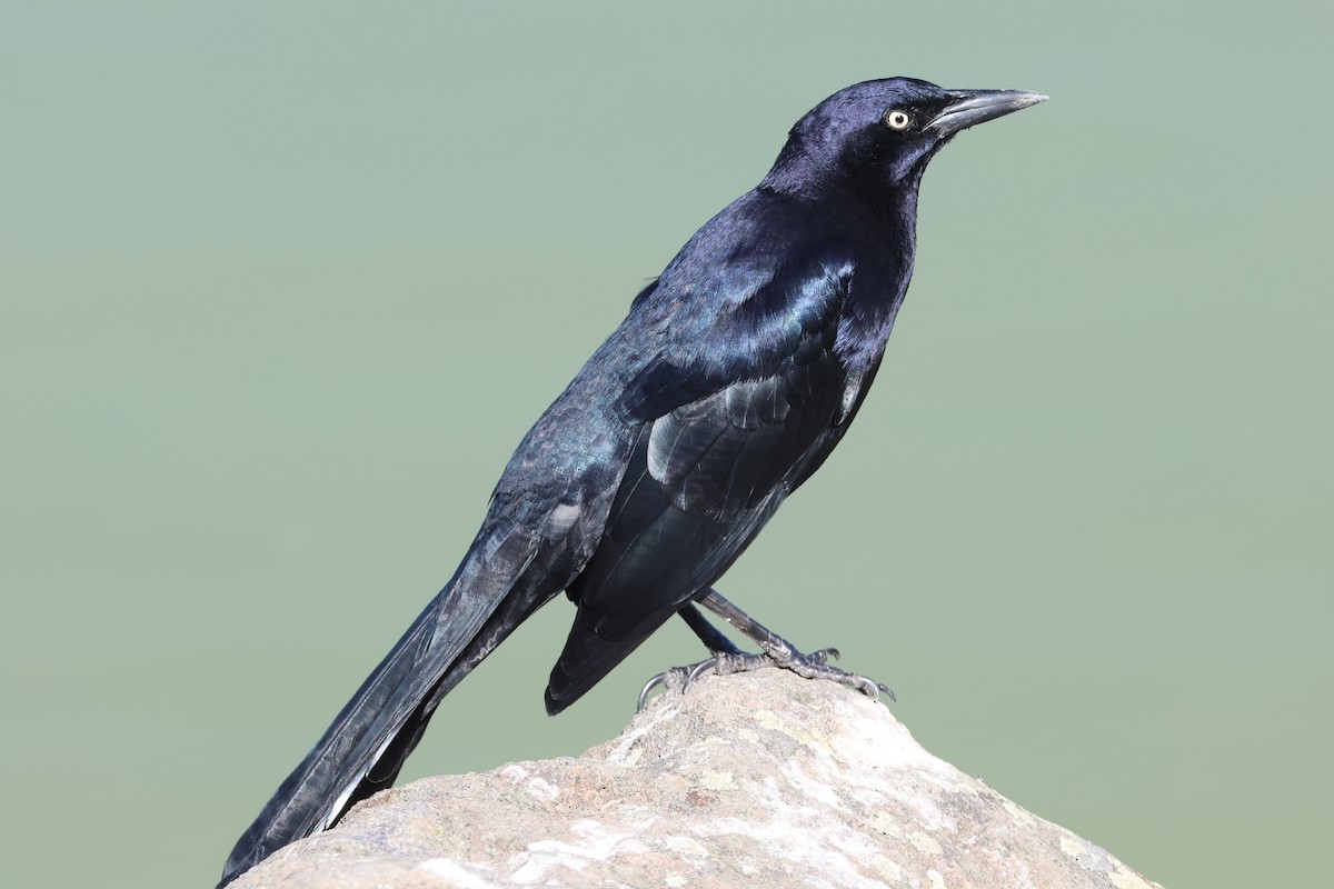 Quiscale à longue queue - ML646018633