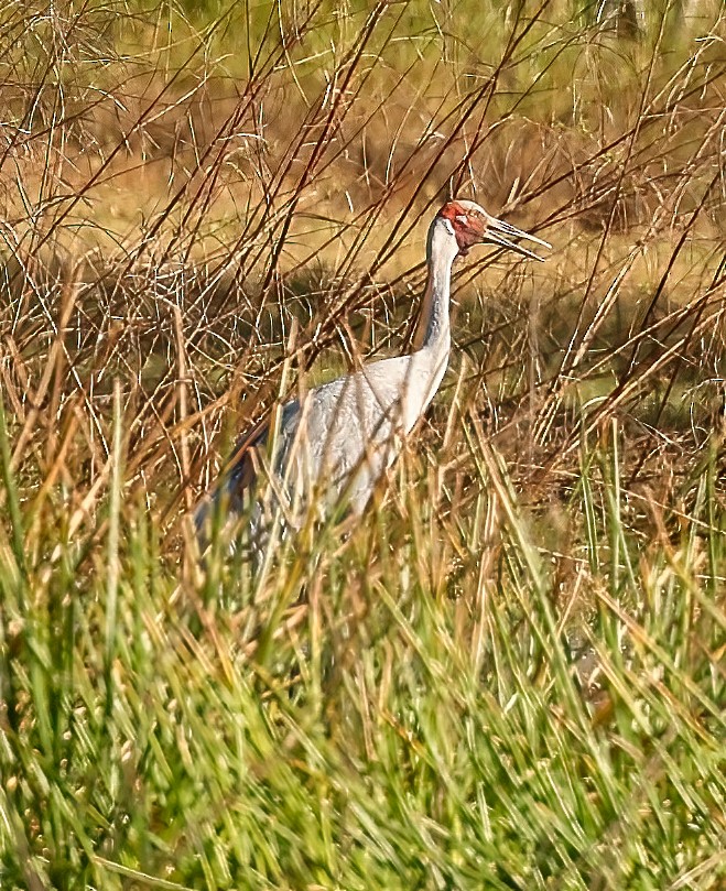 Grue brolga - ML646018634