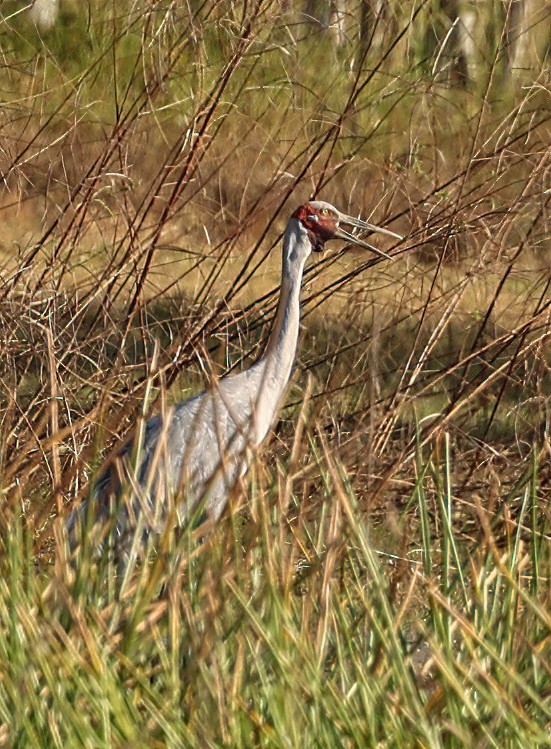 Grue brolga - ML646018635