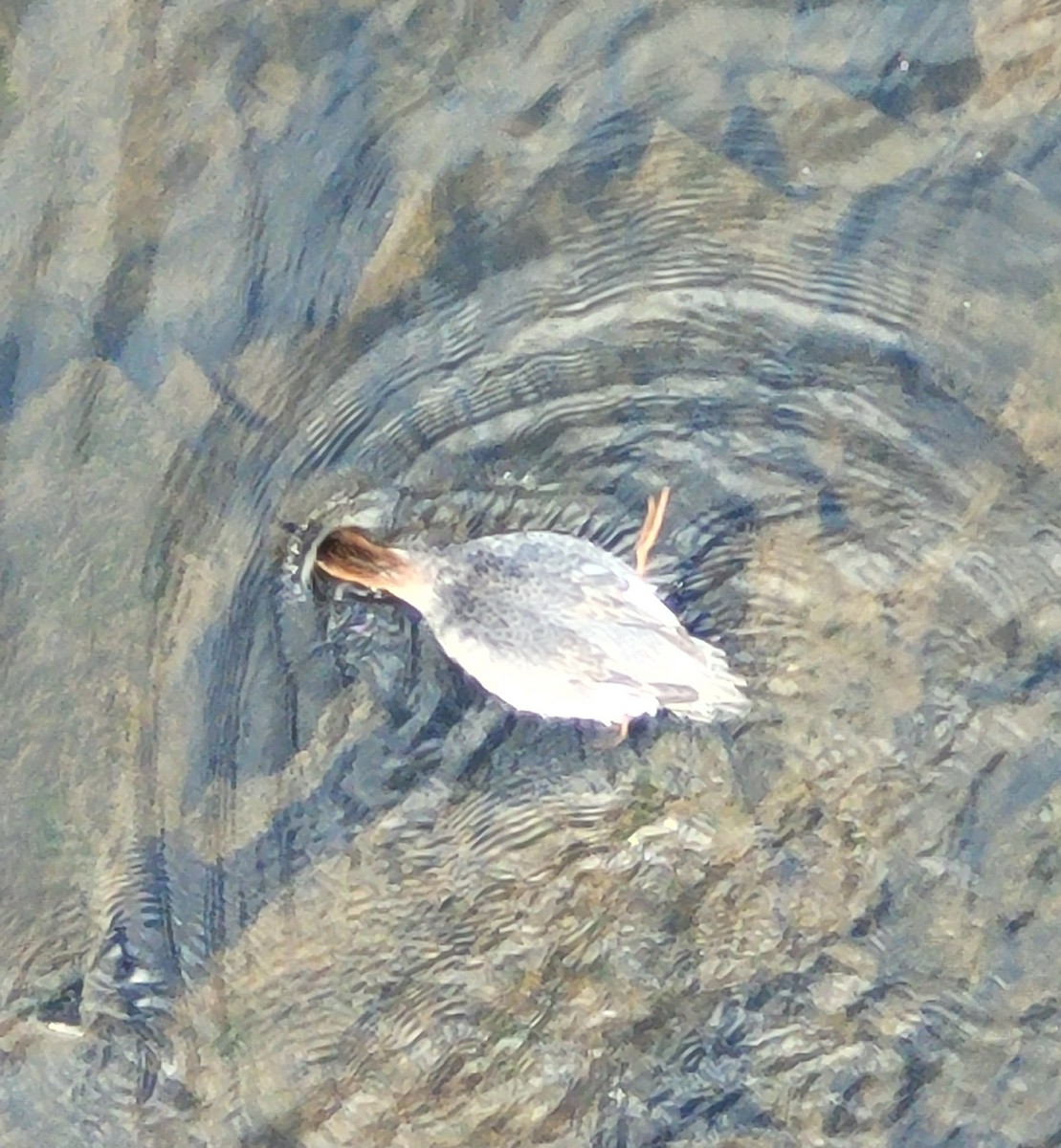 Grand Harle - ML646018636