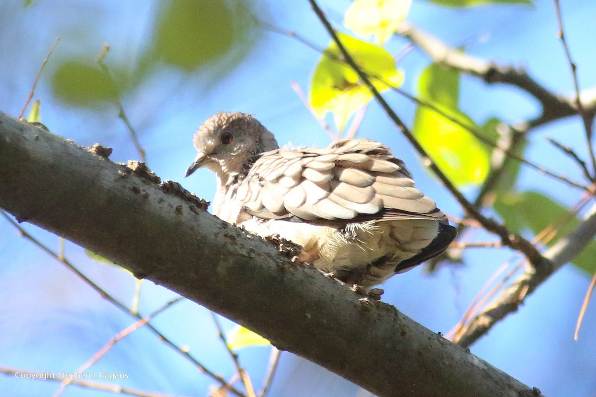 Colombe inca - ML646018637