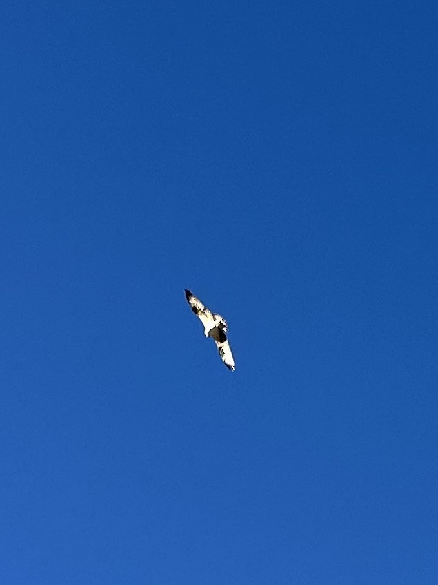 Balbuzard pêcheur - ML646018638