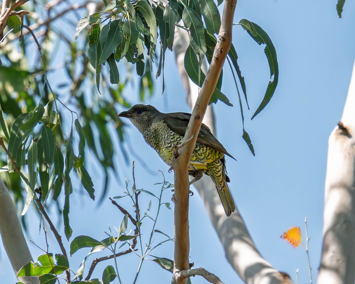 Jardinier satiné - ML646018639