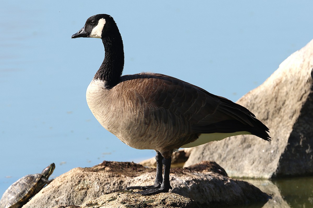 Bernache du Canada - ML646018641