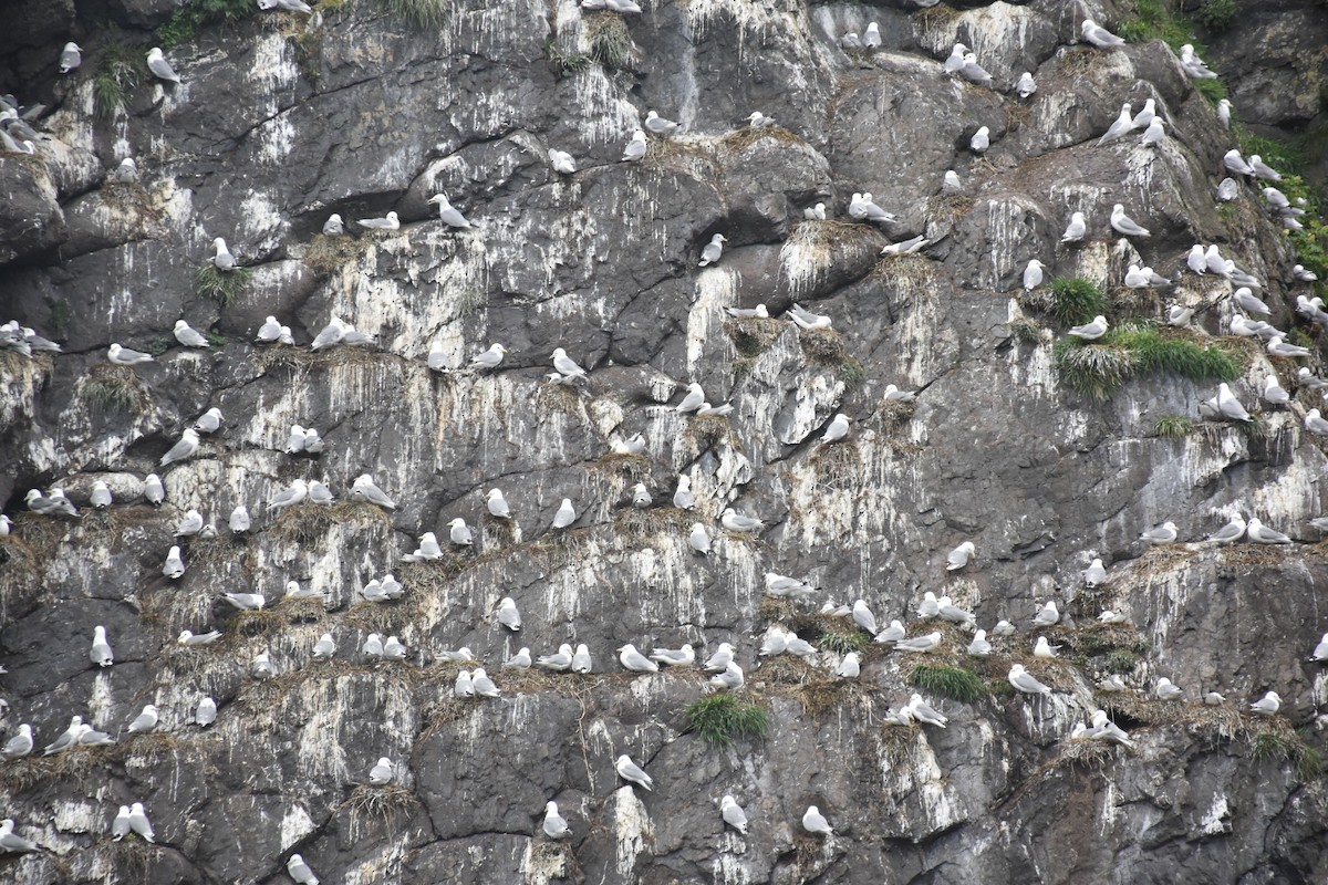 三趾鷗 - ML646018644