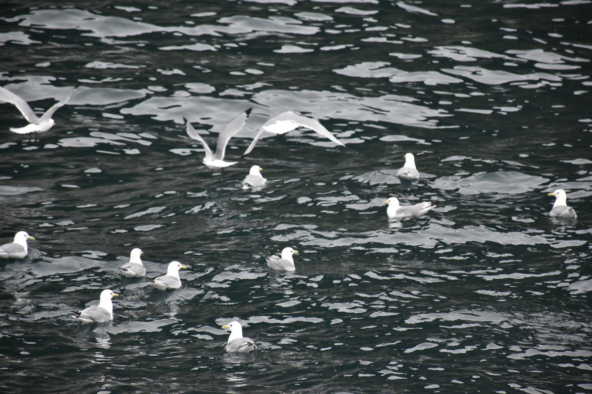 三趾鷗 - ML646018645