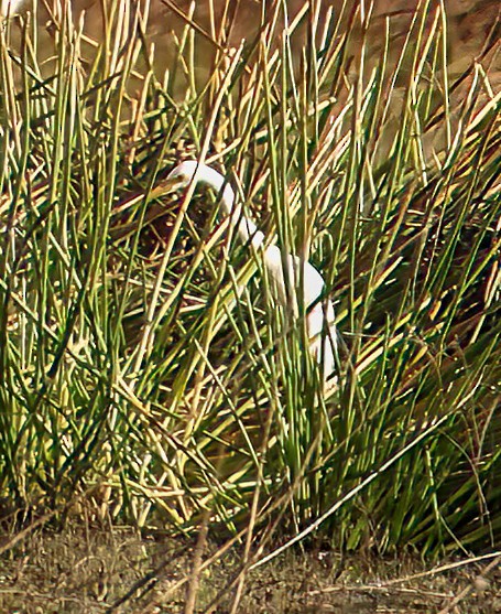 Garceta Grande - ML646018647