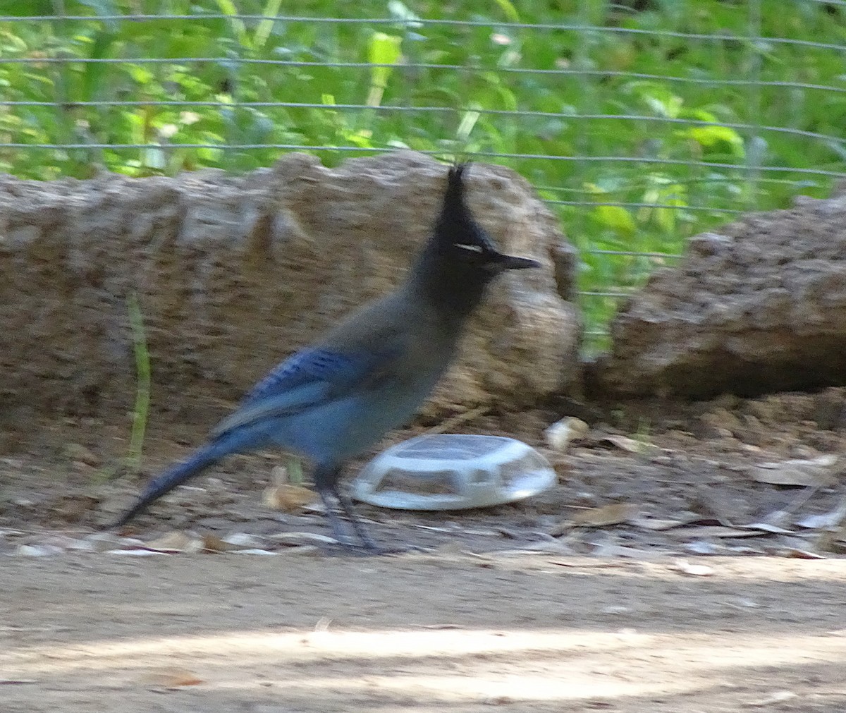 Steller's Jay - ML646018661