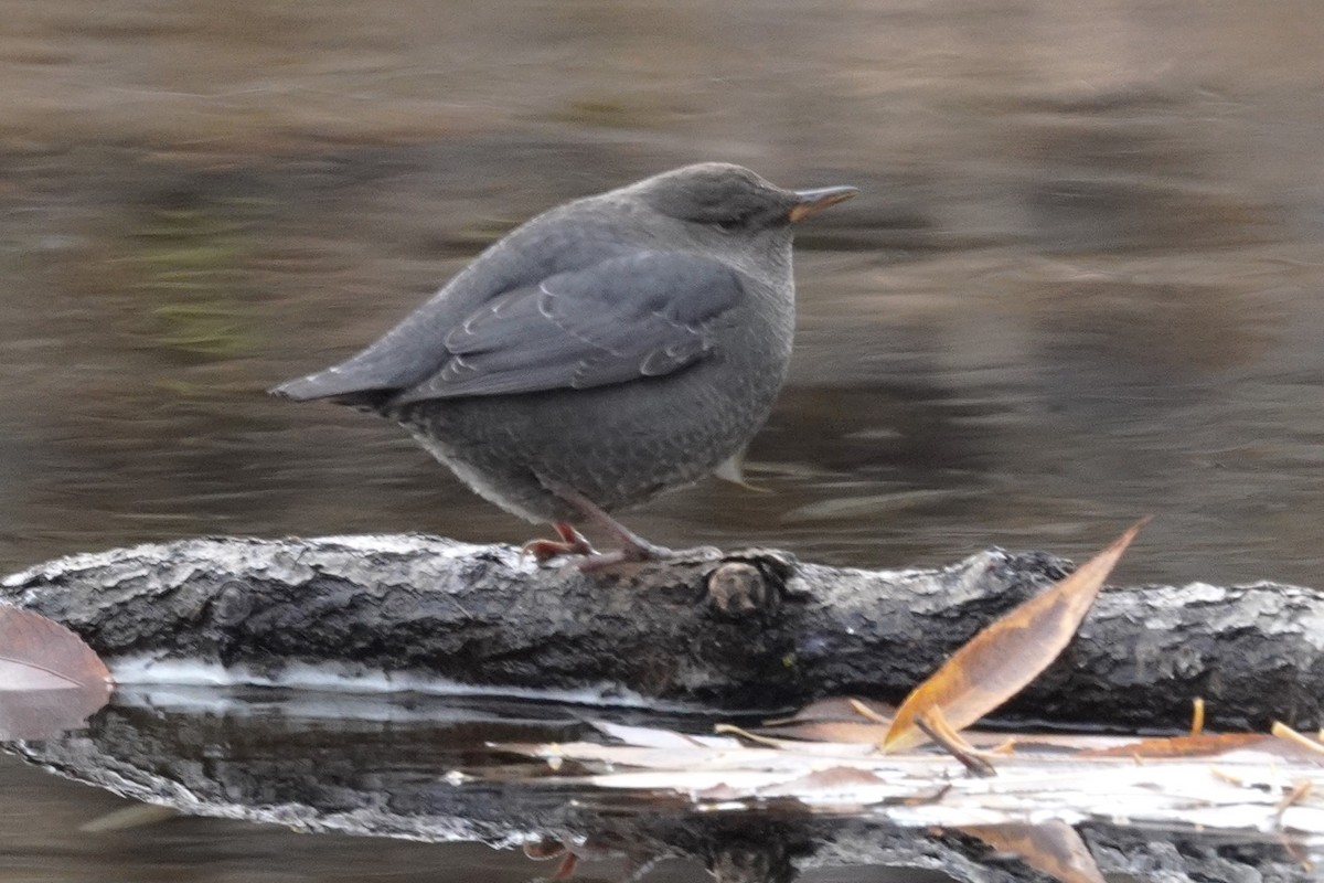 American Dipper - ML646018667
