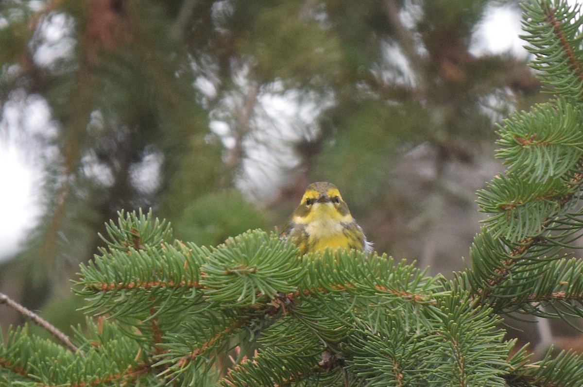 Townsend's Warbler - ML646018680