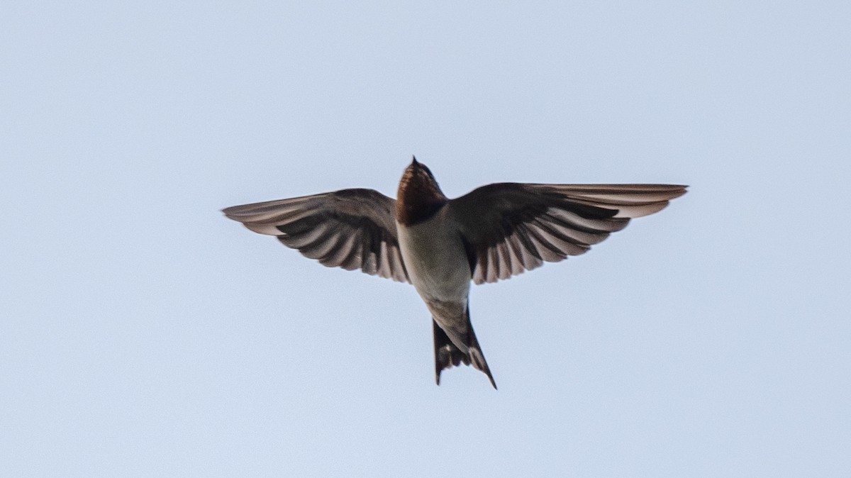 vlaštovka obecná - ML646018683