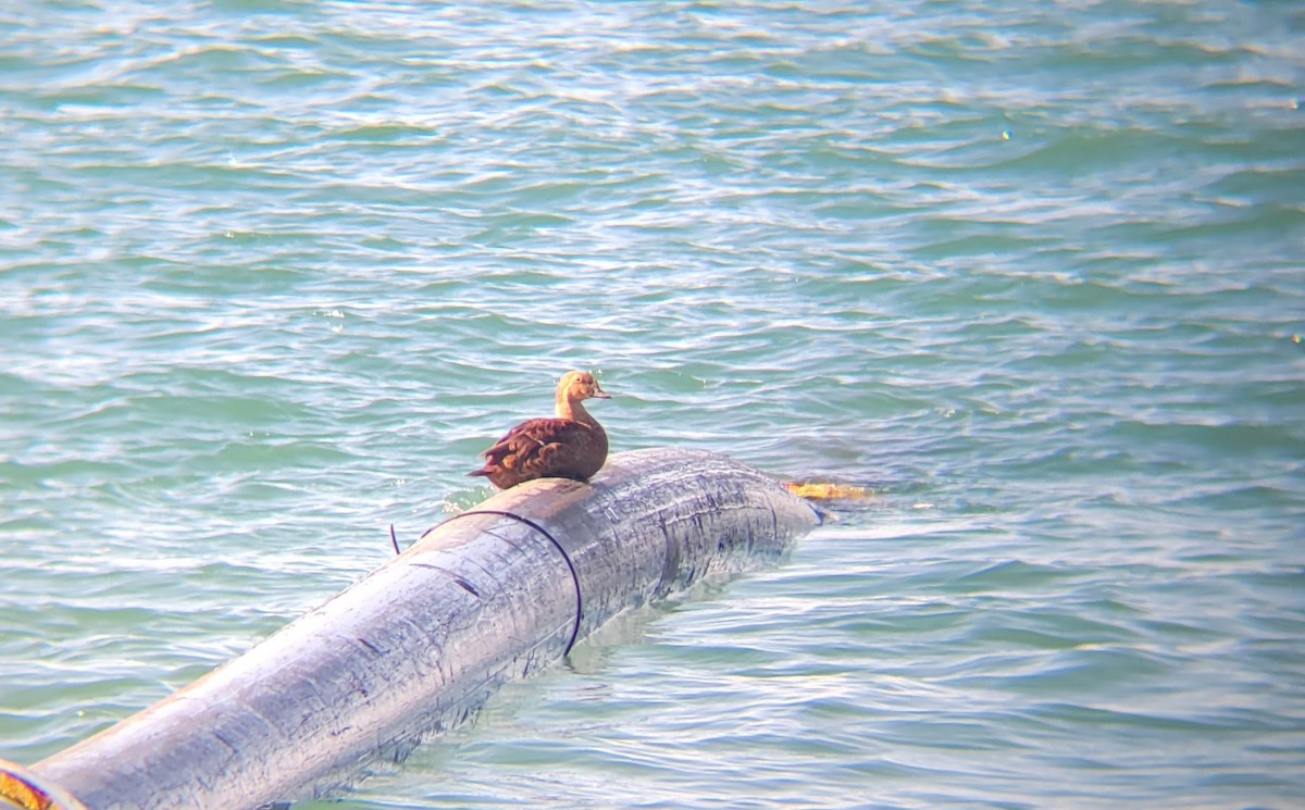 King Eider - ML646018692