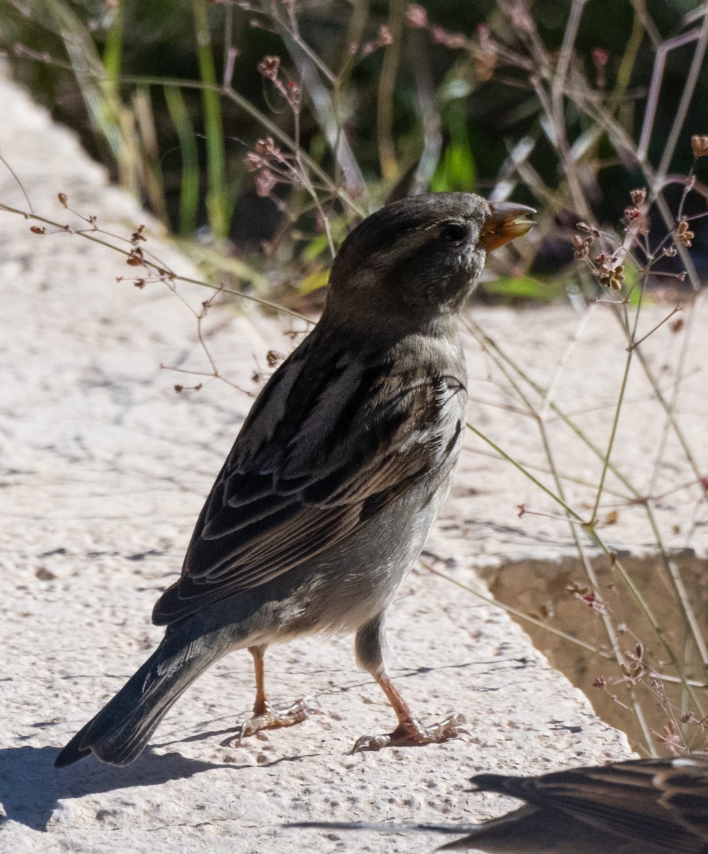 House Sparrow - ML646018700