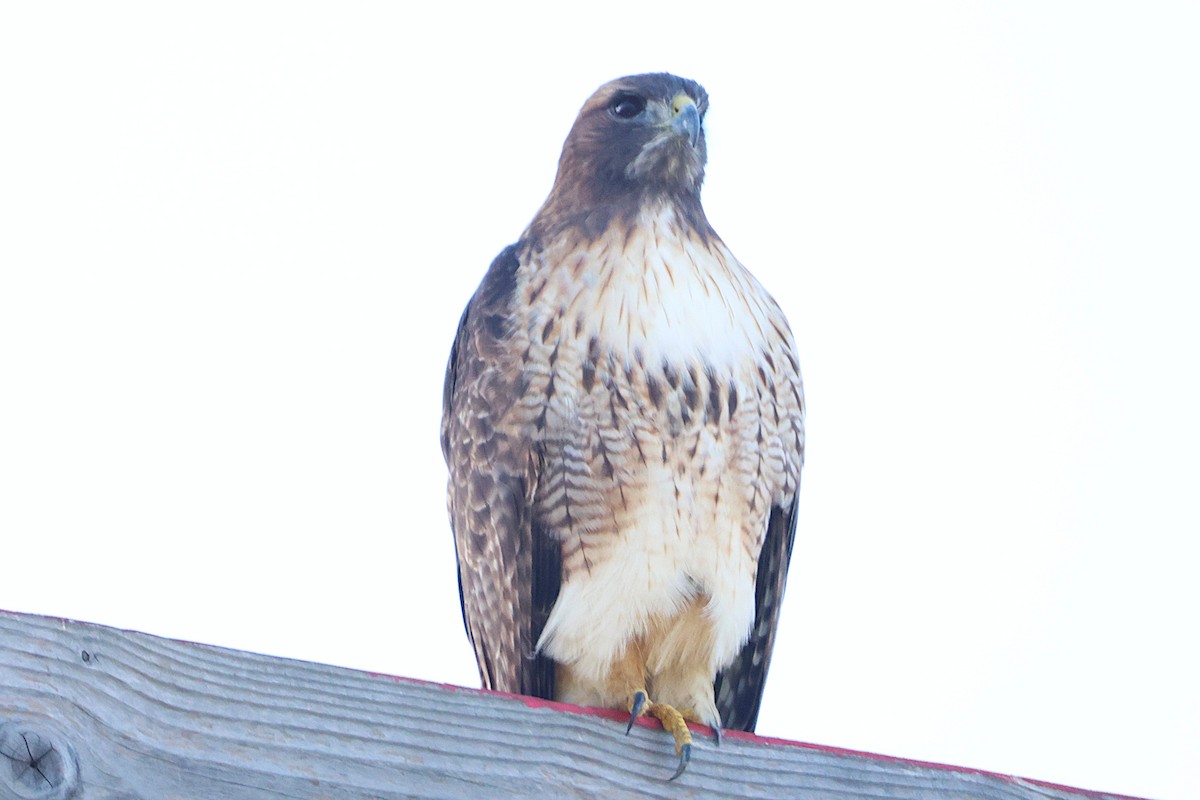 Краснохвостый канюк - ML646018711