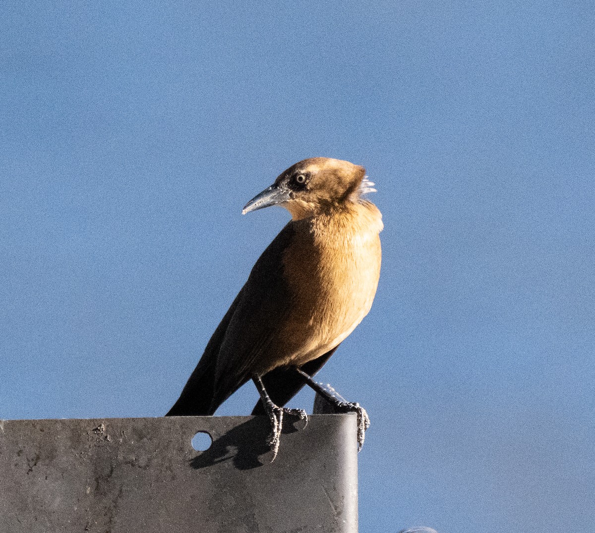 Great-tailed Grackle - ML646018716
