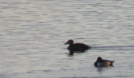 Surf Scoter - ML646018717