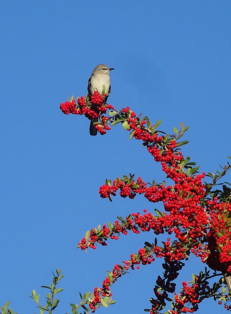 Northern Mockingbird - ML646018720