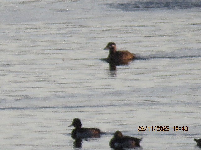 Surf Scoter - ML646018721