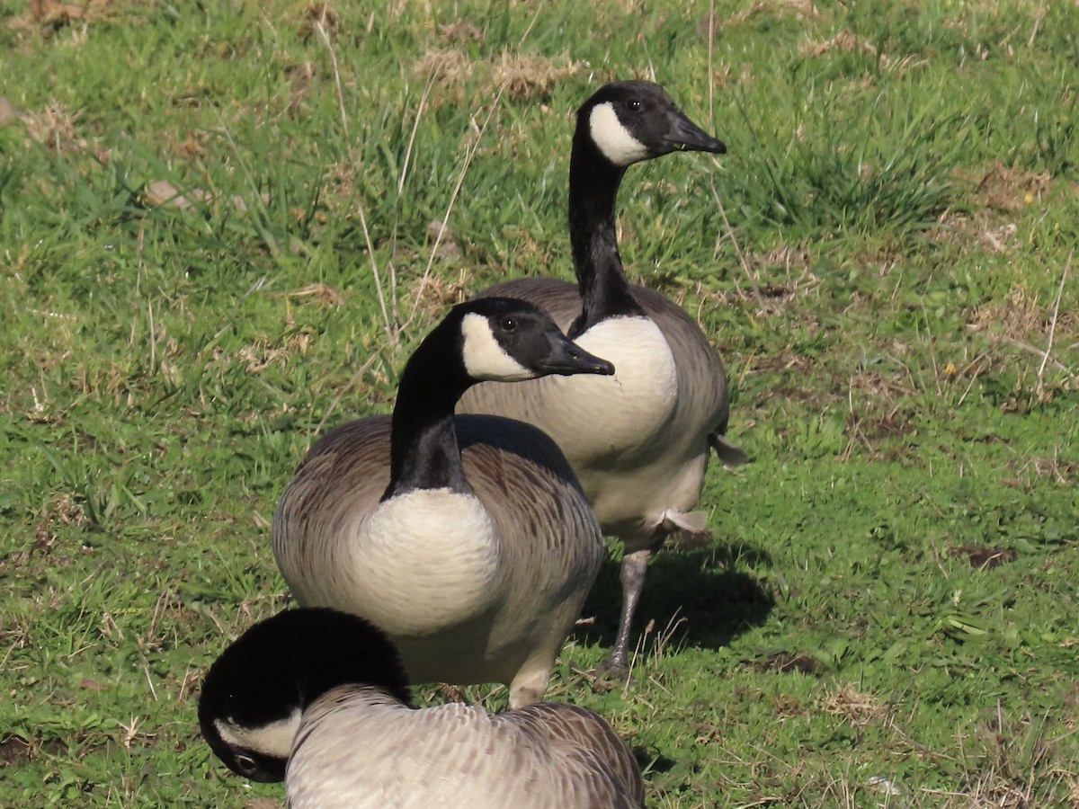 Canada Goose - ML646018723