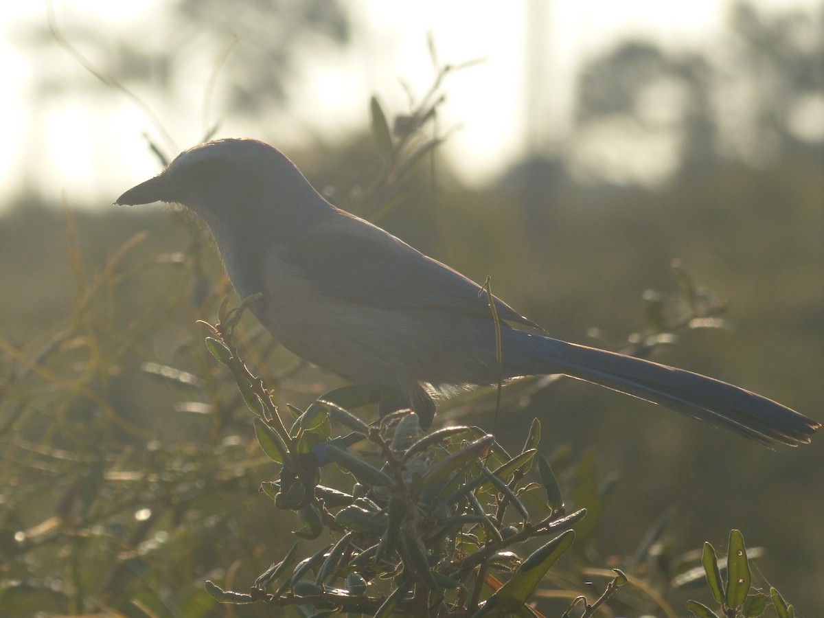Florida Scrub-Jay - ML646018724