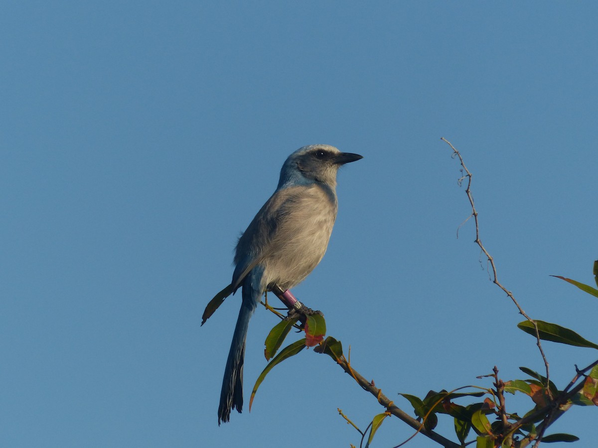 Florida Scrub-Jay - ML646018725