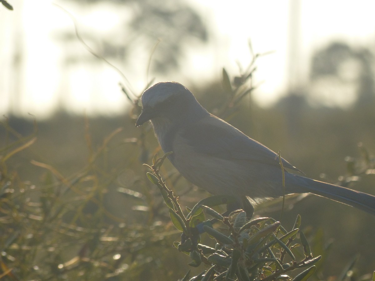 Florida Scrub-Jay - ML646018726