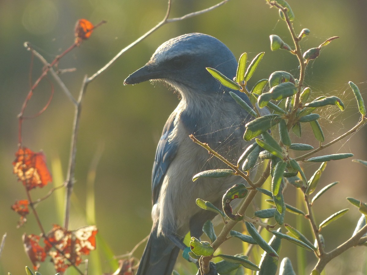 Florida Scrub-Jay - ML646018727