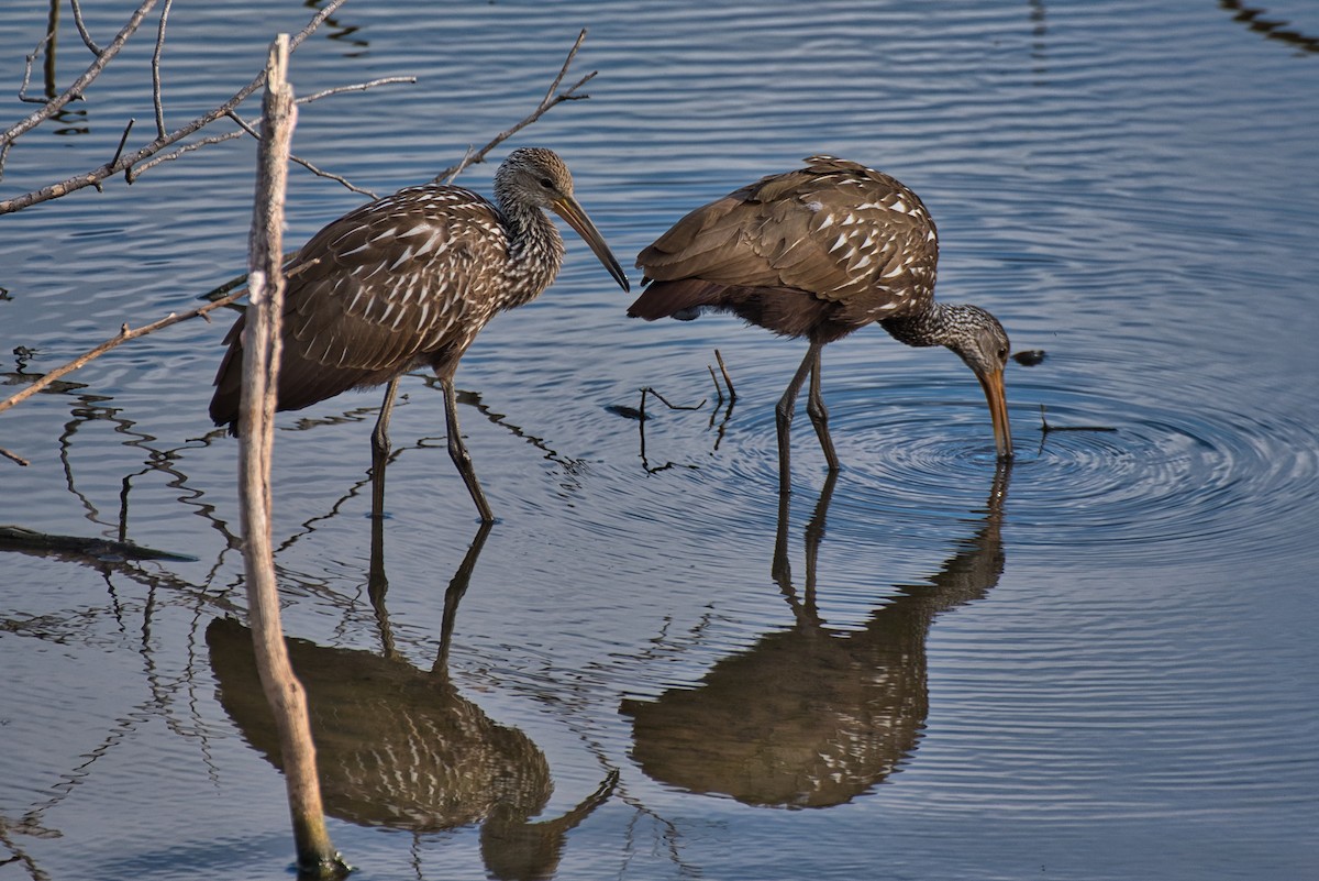 Limpkin - ML646018731