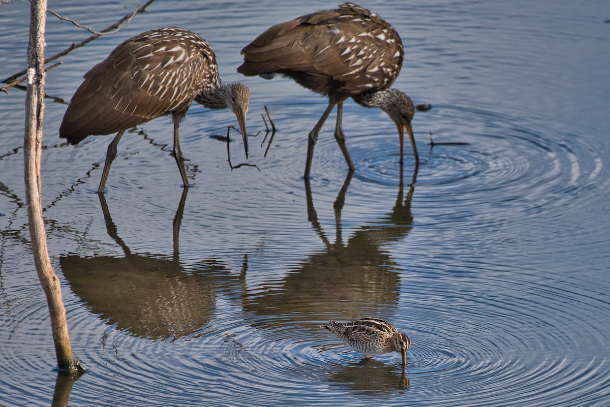 Limpkin - ML646018736