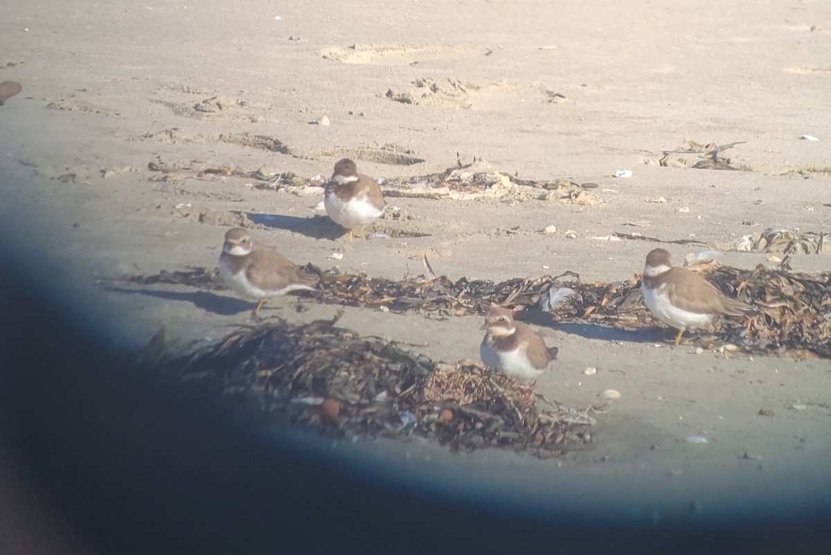 Corriere grosso - ML646018738