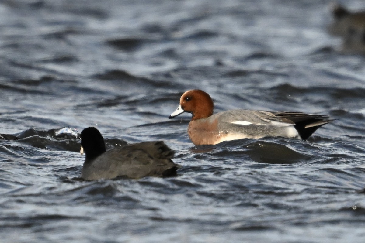 hvízdák eurasijský - ML646018739