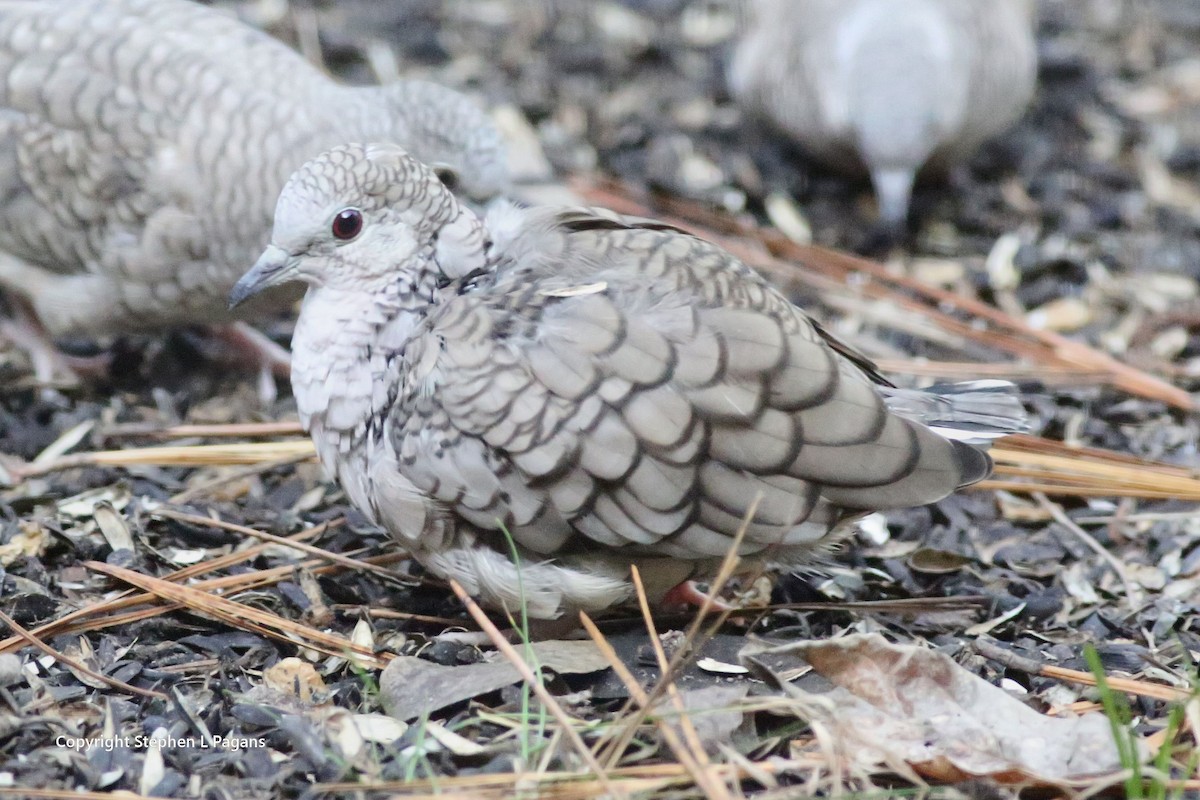 Inca Dove - ML646018747