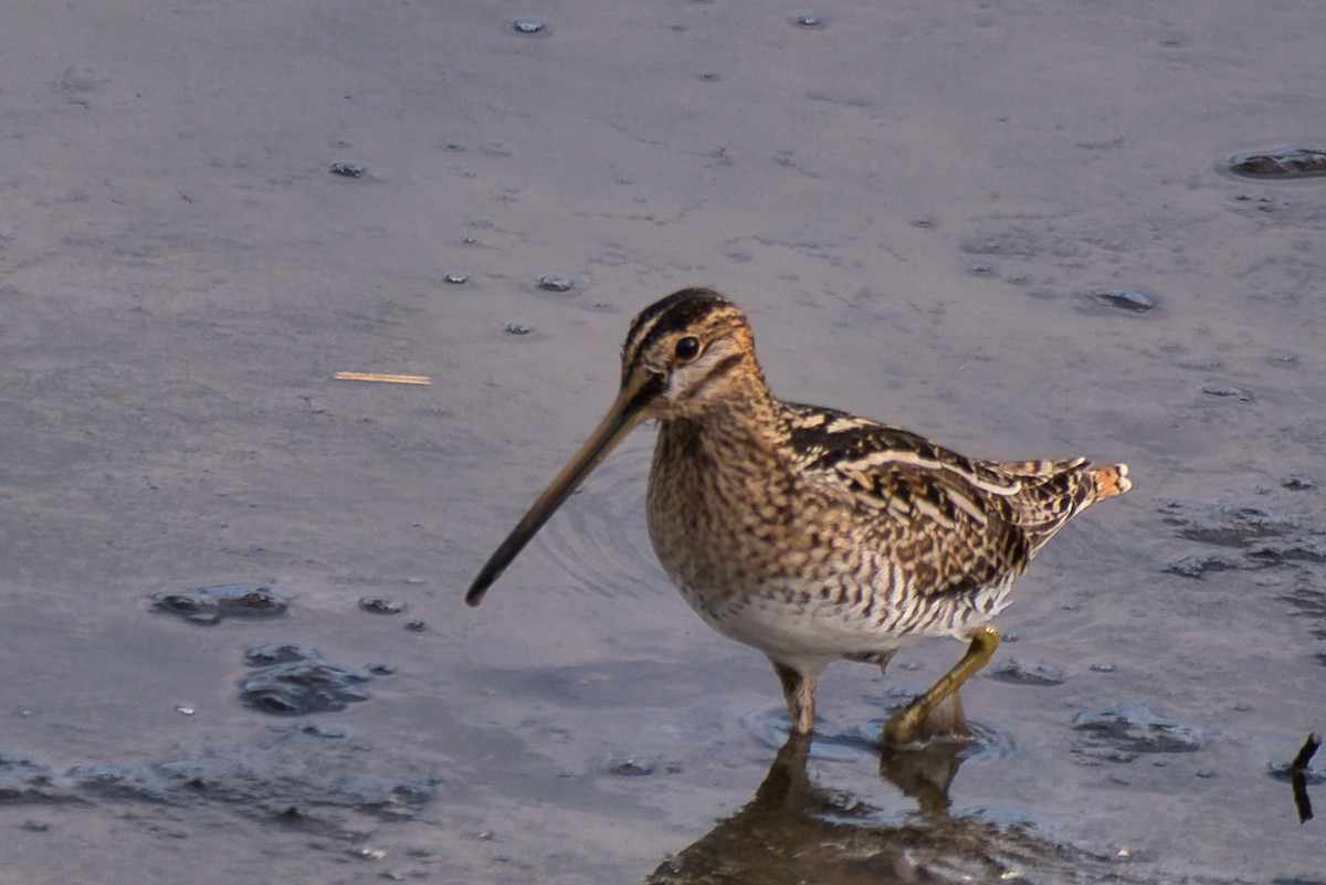 Wilson's Snipe - ML646018756