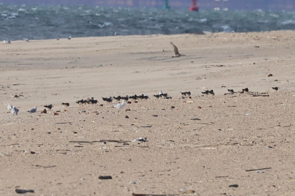 Black Skimmer - ML646018761