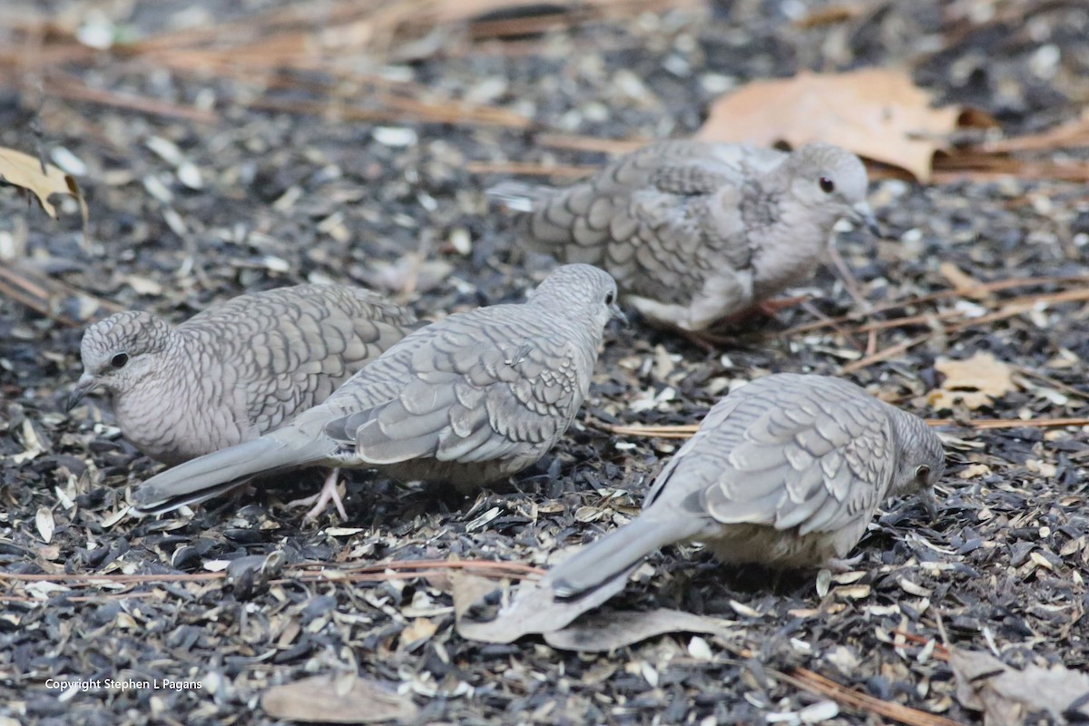 Inca Dove - ML646018764