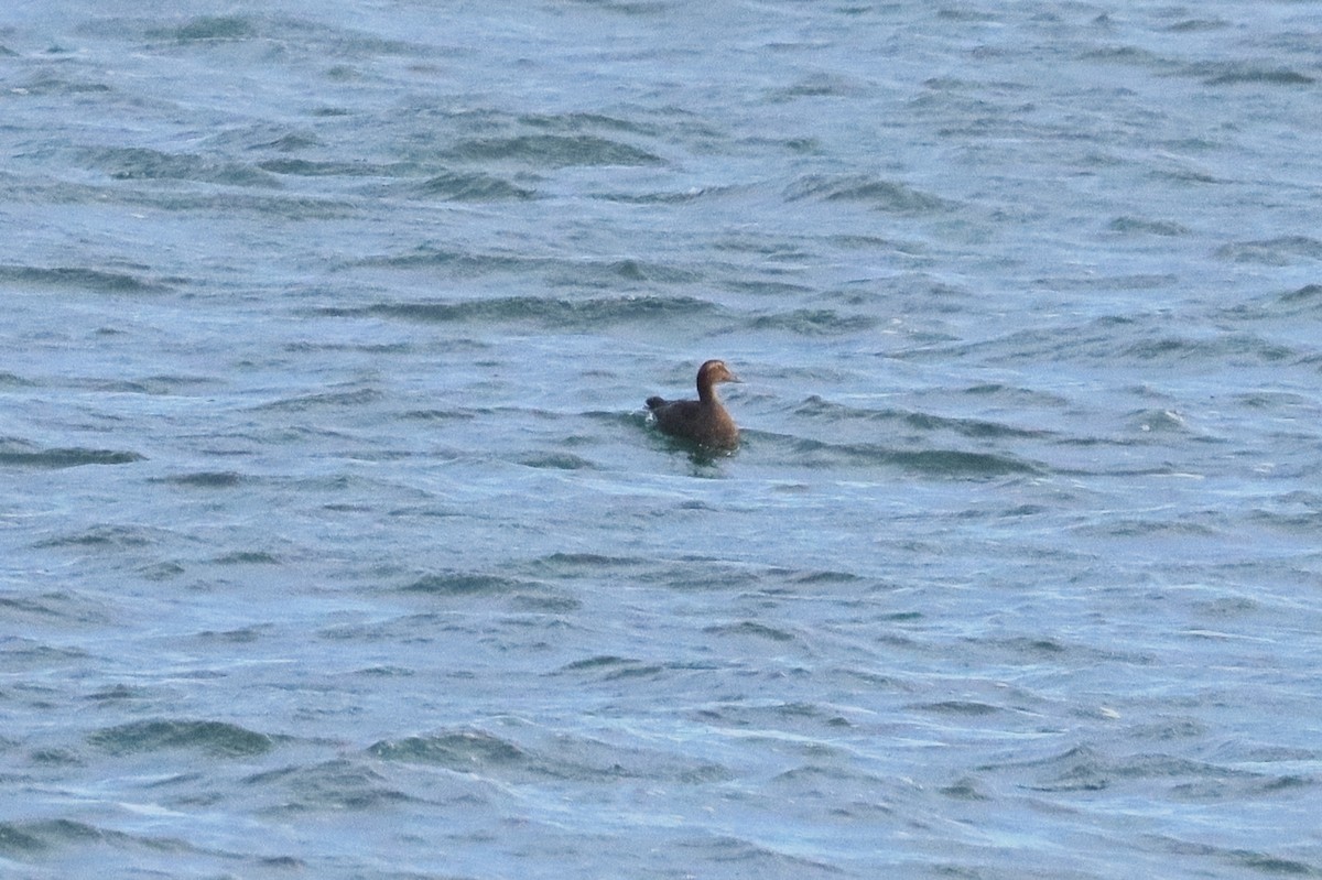 Common Eider - ML646018768
