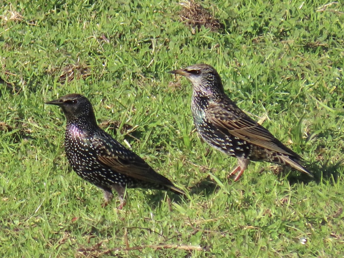 Sığırcık - ML646018779