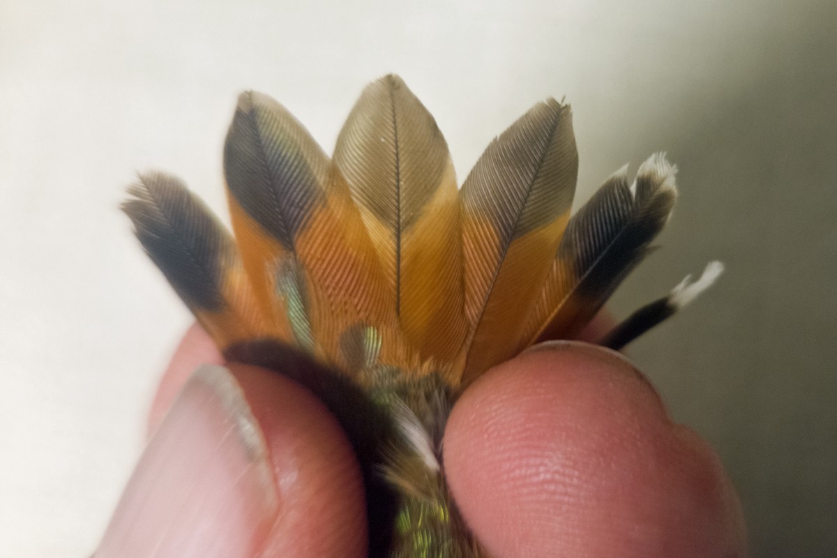 Rufous Hummingbird - ML646018785