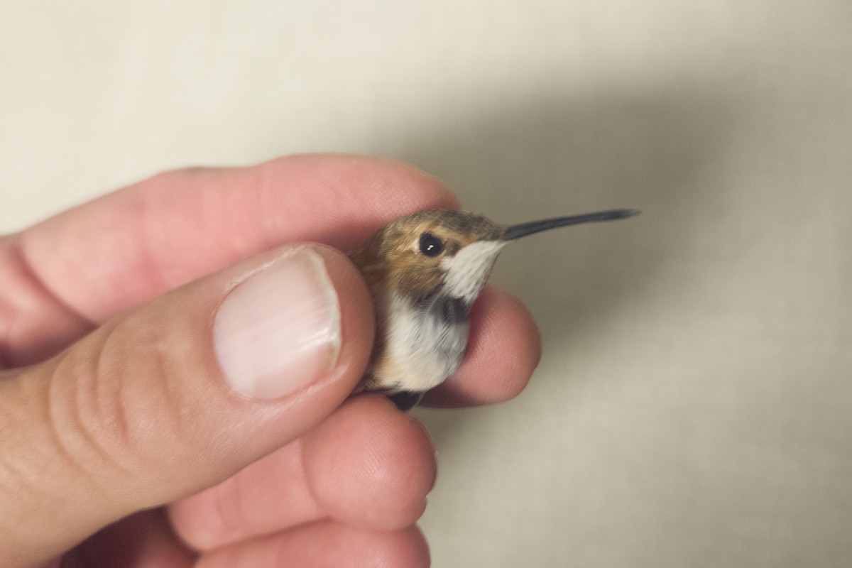 Rufous Hummingbird - ML646018786