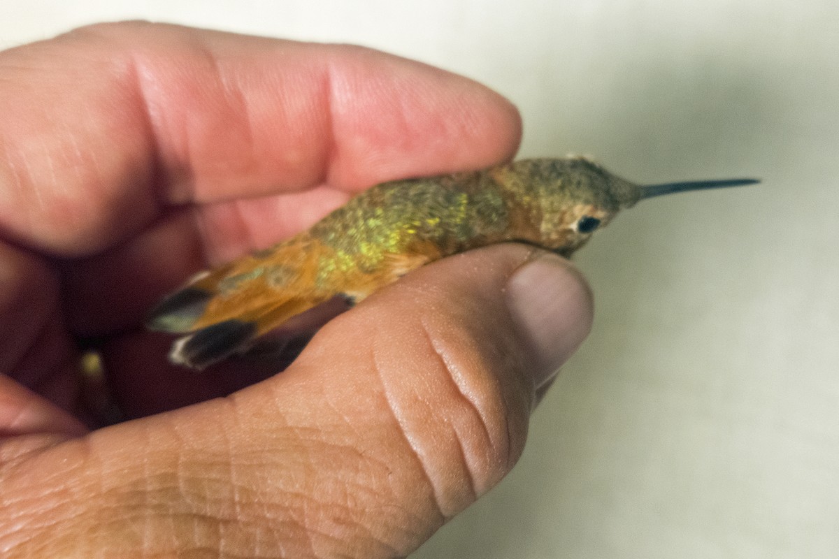 Rufous Hummingbird - ML646018787