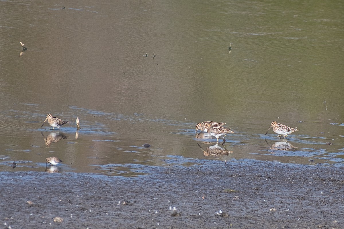 Wilson's Snipe - ML646018791