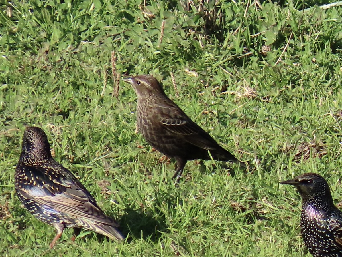 Sargento Tricolor - ML646018795
