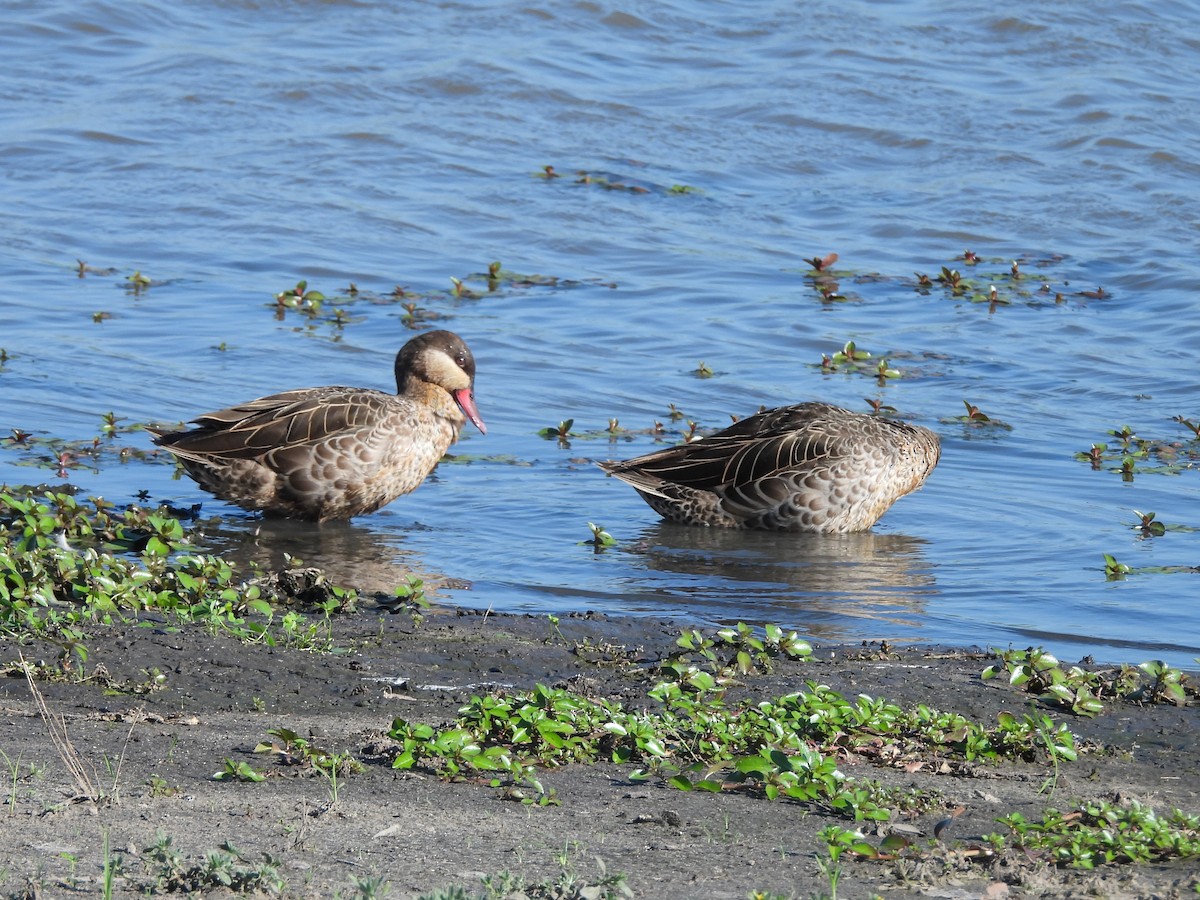 שרשיר אדום-מקור - ML646018796