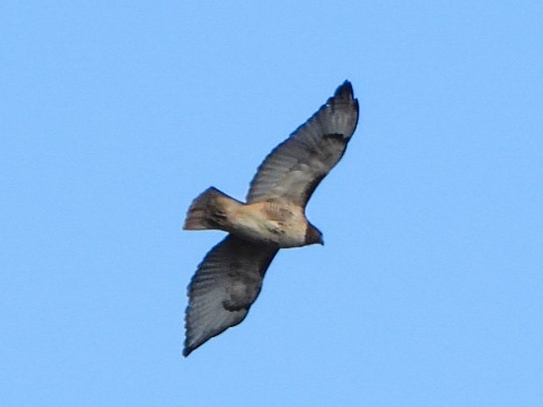 Краснохвостый канюк - ML646018799