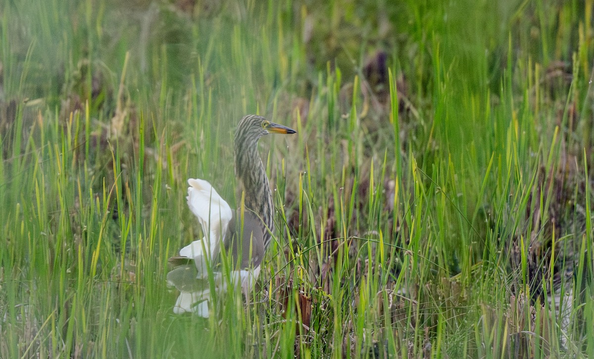 Garcilla India - ML646018802