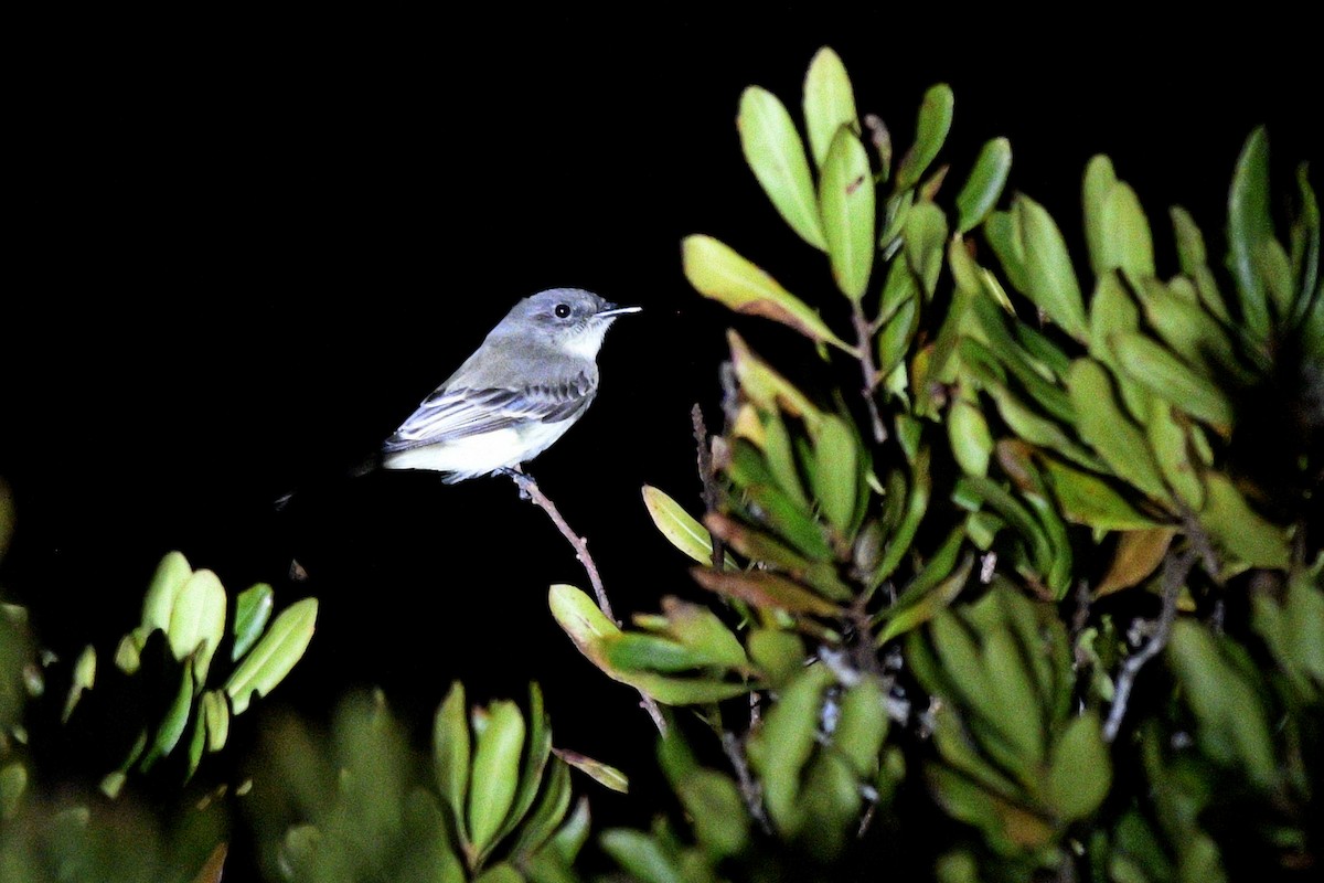 Eastern Phoebe - ML646018808