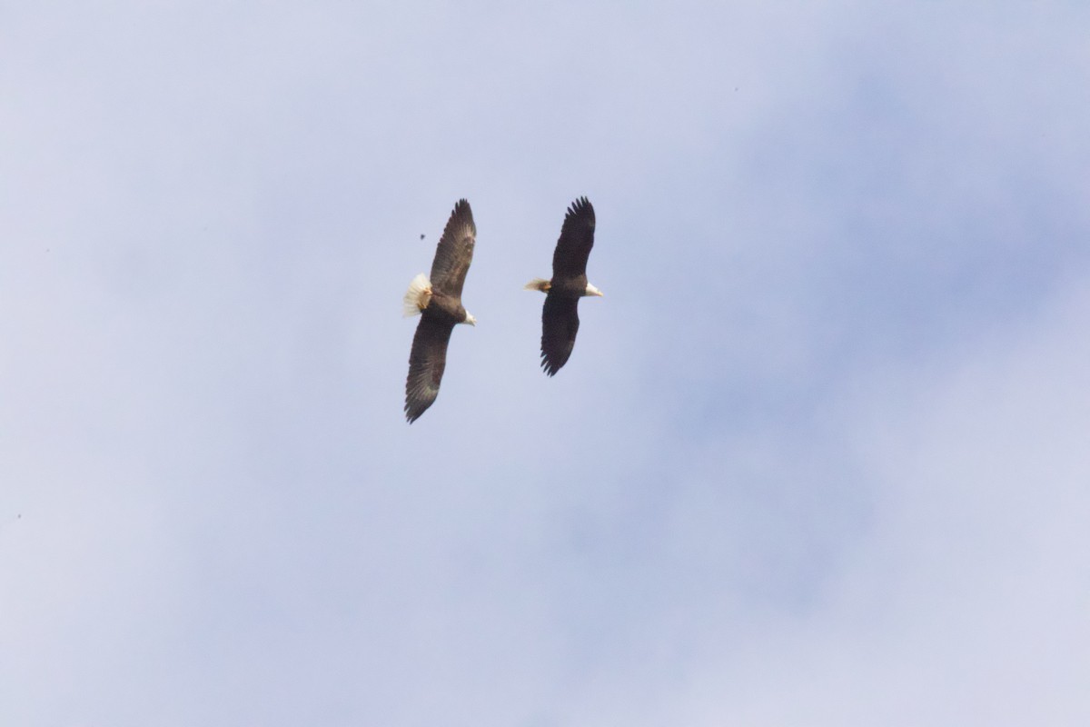 Itsas arrano buruzuria - ML646018815