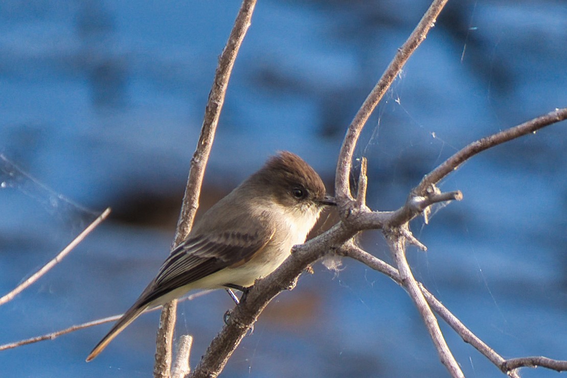 Eastern Phoebe - ML646018816