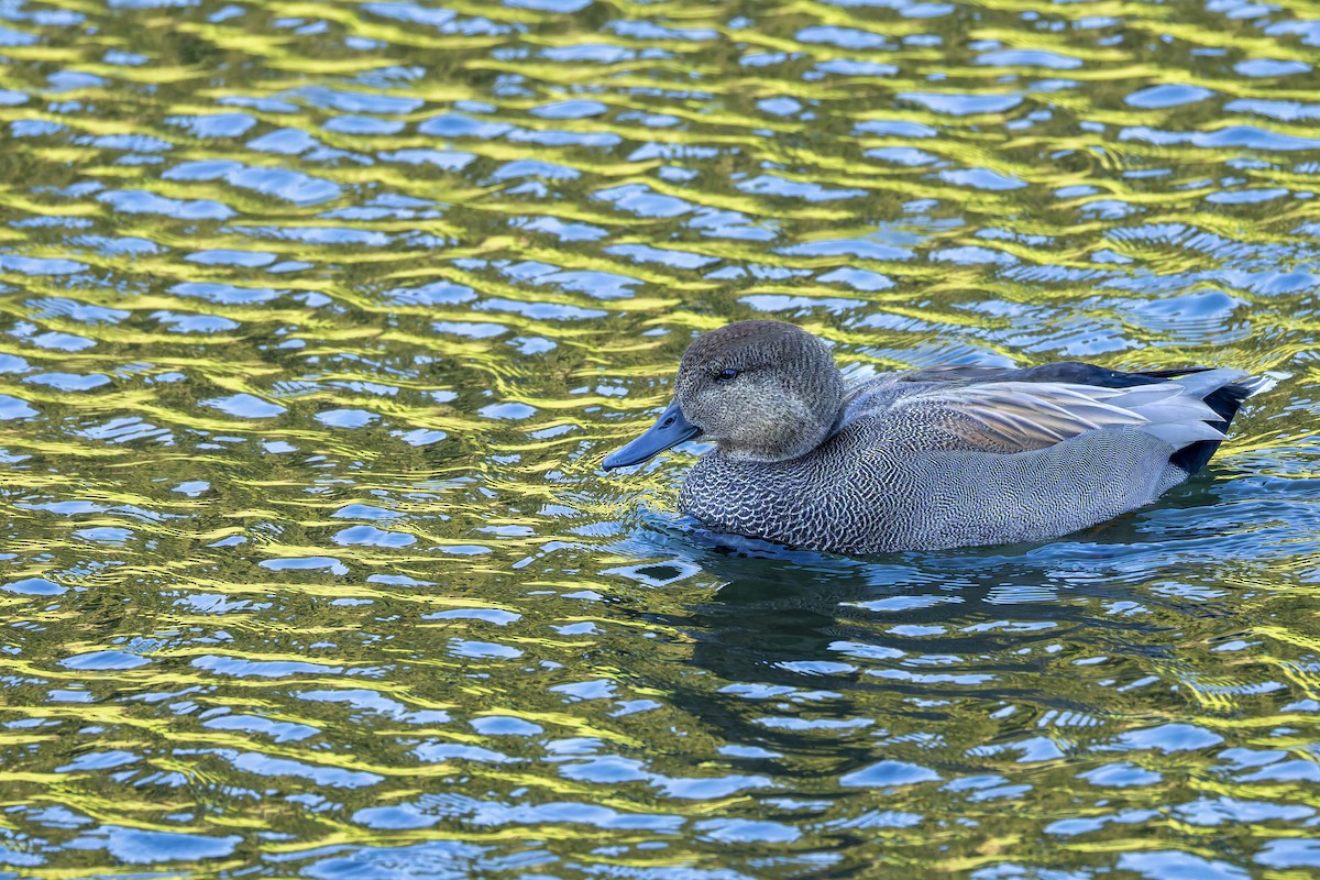 Gadwall - ML646018817